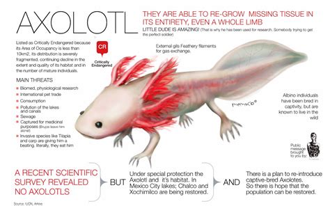 The Mexican Axolotl | LoL Picture Collection