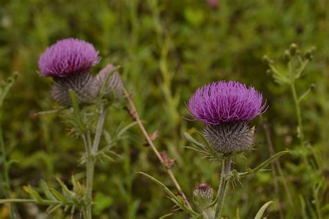 Burdock Flowers Plant Purple - Free photo on Pixabay - Pixabay