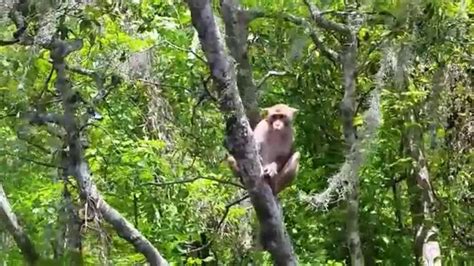 Does Silver Springs Have Monkeys in Florida? - Primates Park