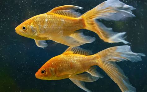 Breeding Goldfish: Guide to Successful Spawning - AquariumNexus