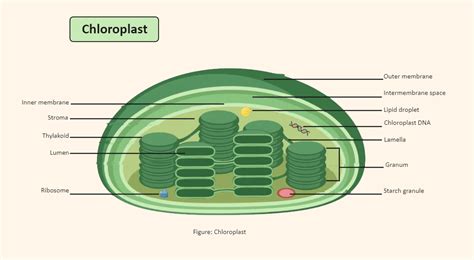 Chloroplast Labeled Diagram - Plant Cell Structure