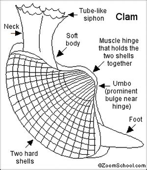 Mollusk Discovery