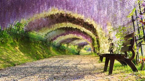 Kitakyushu's Wisteria Tunnel - TOMORROW’S WORLD TODAY®