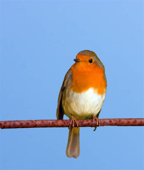 Robin Bird Free Stock Photo - Public Domain Pictures