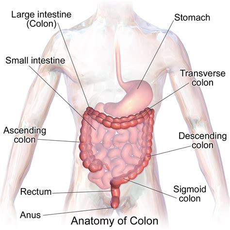 Large Intestine And Small Intestine Diagram