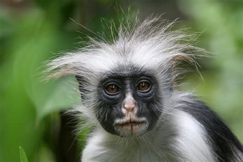 How Many Types of Monkeys Are There in the World? | Reader's Digest