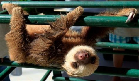 Baby Sloths Just Like To Hang Around - Baby Animal Zoo