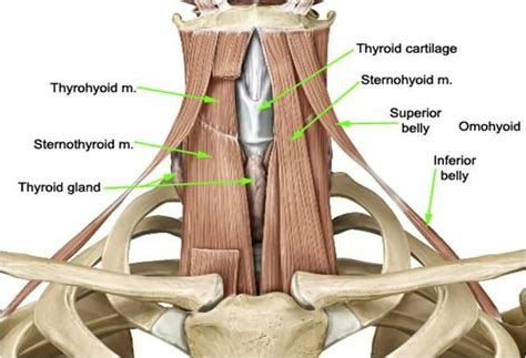 sternothyroid - Google Search | Big muscles, Crop pictures, Muscle