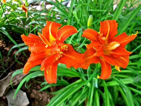 Flowers: Lily Photos Free jpg Lilies: Orange Lilies Photos: Free jpg ...