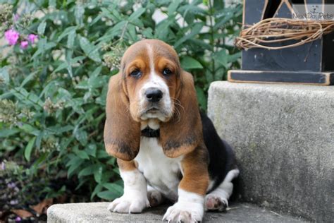 Basset Hound Puppies Videos - Drake Basset Hound Puppy 610855 ...