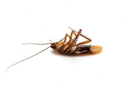 Premium Photo | Close up dead cockroach isolated on a white background.