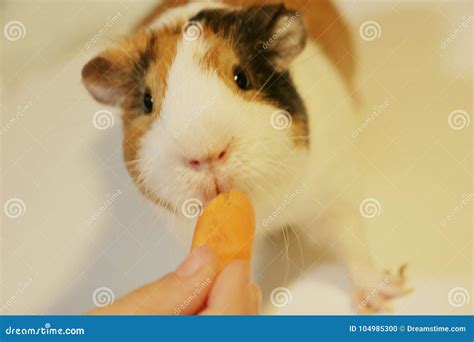 Cute and Funny Guinea Pig is Eating a Carrot Stock Photo - Image of ...