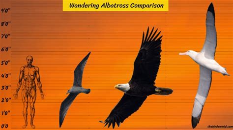 Wandering Albatross Size: How Does It Compare With Others?