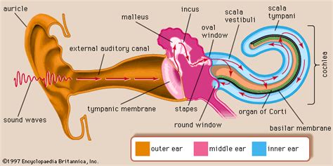 Cochlea | anatomy | Britannica