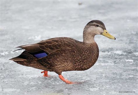 American Black Duck | Ducks Unlimited