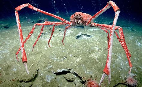 The Japanese spider crab needs protection