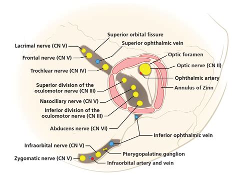 Superior Orbital Fissure Nerves