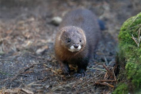 European Mink Photos, European Mink Images, Nature Wildlife Pictures ...