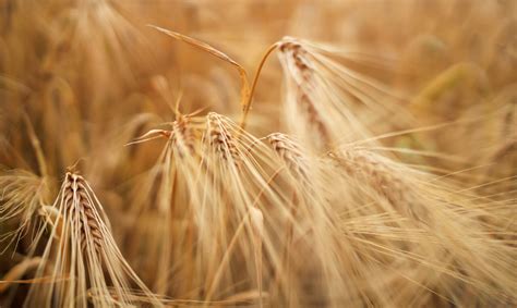 Golden wheat background - Photo #6796 - motosha | Free Stock Photos