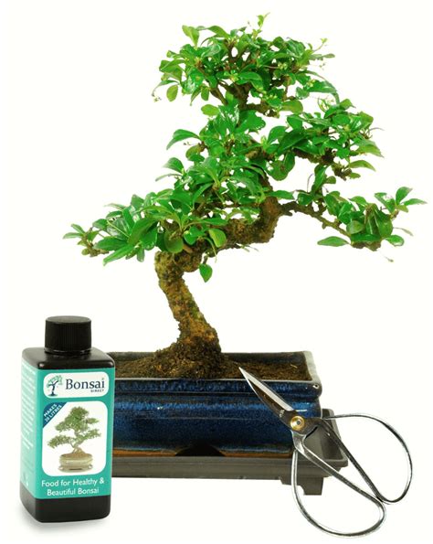 Perfect Bonsai Tree Kit for your Desk