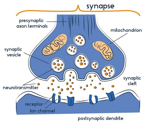 Les neurotransmetteurs : Types, fonctions et exemples