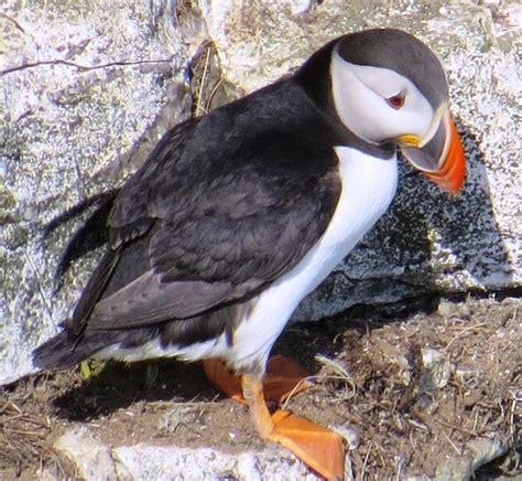 Dannysbirds: Bempton Cliffs Puffins