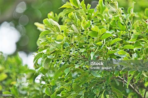 Celtis Sinensis Stock Photo - Download Image Now - Berry, Branch ...