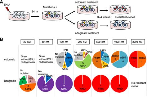 Figure 1 from KRAS secondary mutations that confer acquired resistance ...