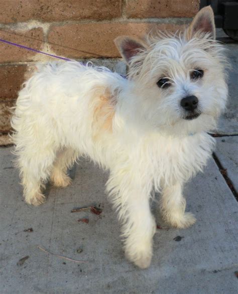 Fourche Terrier (Westie-Yorkie Mix) Info, Puppies, Pictures