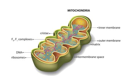 How Mitochondria Function Affects Skin and Promotes Anti Aging - Dr ...