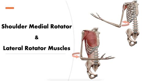 Shoulder Medial & Lateral Rotator Muscles - 3D motion (Origin ...