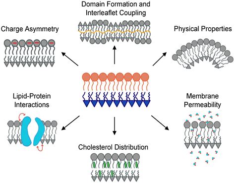 Membranes | Free Full-Text | Building Asymmetric Lipid Bilayers for ...