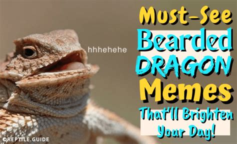 11 Must-See Bearded Dragon Memes That'll Brighten Your Day!