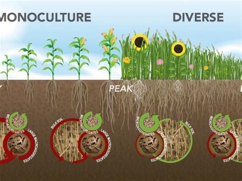 Diversity and Function Within Soil Microbial Communities | Research ...