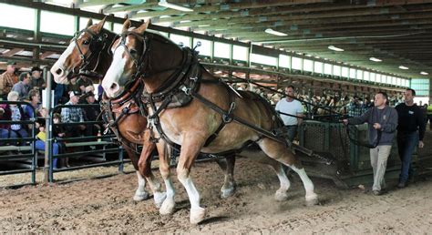 Horse Pulling Contest - PENNSYLVANIA MAPLE FESTIVAL