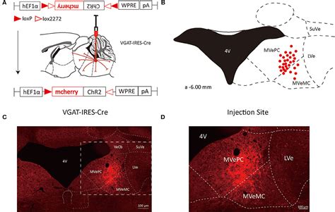 Frontiers | Whole-brain monosynaptic outputs and presynaptic inputs of ...