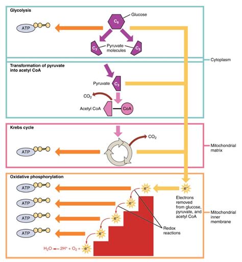 Describe the General Metabolic Pathways of Carbohydrate Metabolism