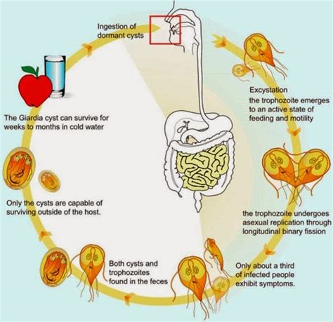 Giardia Lamblia, Giardiasis, Lifecycle, Symptoms, diagnosis and Treatment