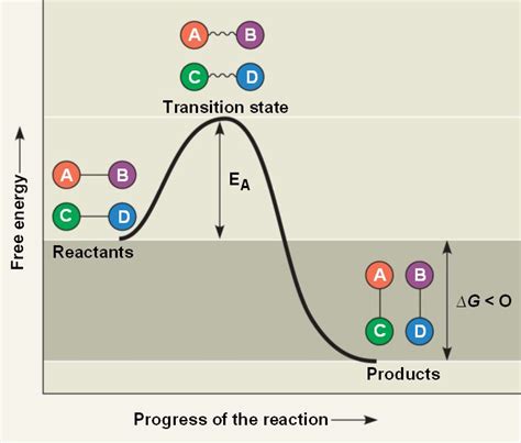 exergonic.html 08_14ExergonicReaction.jpg