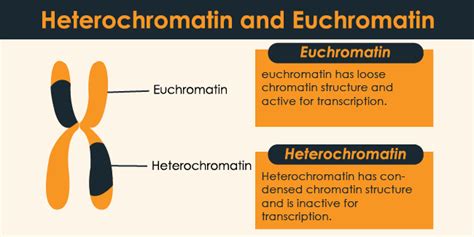 Heterochromatin and Euchromatin Differences, Let’s Beat The Confusion ...