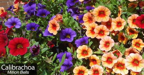 How To Grow And Care For Calibrachoa - Million Bells