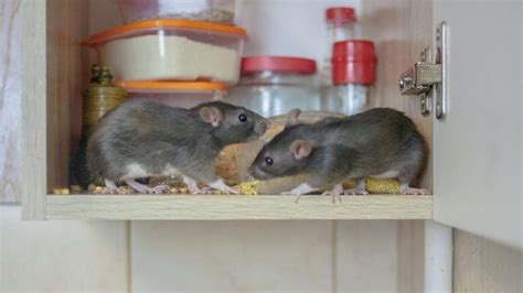 7 Signs Of Rat Infestations In Your Home – Forbes Home