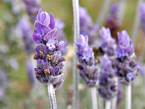 Lavandula - Lavandula - abcdef.wiki