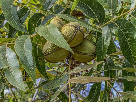 The Great Texas Pecan Quest: Unearthing the Lone Star's Nutty Jewels