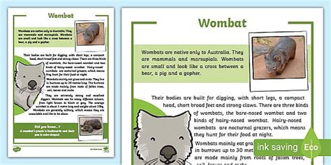 Wombat Fact Sheet (teacher made) - Twinkl