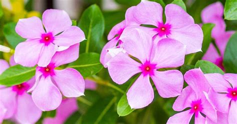 HOW TO Plant, Grow And Care For The Colorful Periwinkle Plant