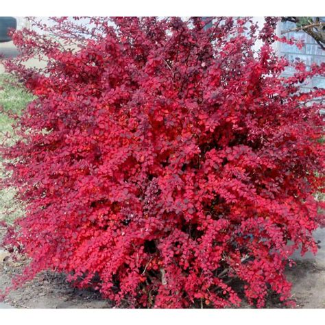 Online Orchards 1 Gal. Rose Glow Barberry Shrub Deep Purple Foliage ...