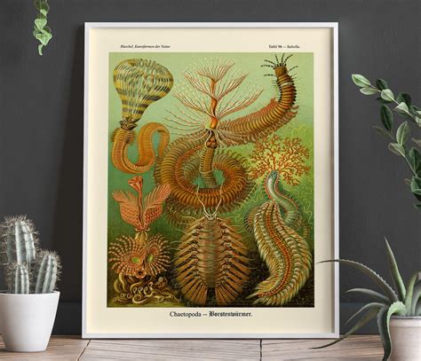 Marine Poster Marine Creature Illustration in Vintage Style - Etsy