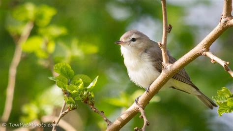 Warbling vireo - song / call / voice / sound.