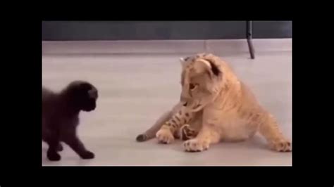 KUCING VS HARIMAU/SINGA - YouTube